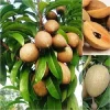 Sapodilla (Manilkara Zapota) Tropical Fruit Seeds - Grow Your Own - Image 1