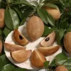 Sapodilla Tikal Live Plant - 2 Feet Tall Fruit Tree in 3 Gallon Pot - Image 1