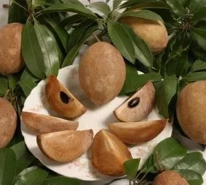 Sapodilla Tikal Live Plant - 2 Feet Tall Fruit Tree in 3 Gallon Pot - Image 1