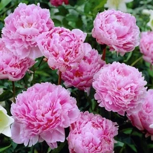 Sarah Bernhardt Peony Bareroot Live Plant - 2-3 Eye - Double Pink Blooms - Outdoor - Image 2