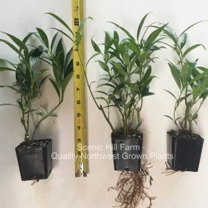 Sarcococca hookeriana var. humilis Sweetbox Live Plant – Evergreen Shrub, Fragrant Flowers, 4-8 inches tall - Image 2