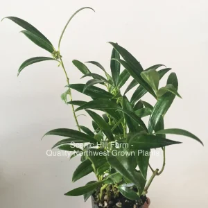 Sarcococca hookeriana var. humilis Sweetbox Live Plant – Evergreen Shrub, Fragrant Flowers, 4-8 inches tall - Image 3