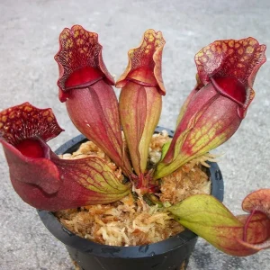 Sarracenia Purpurea Venosa Purple Pitcher Plant - Carnivorous Live Plant - 3.75 inch Pot - Image 2