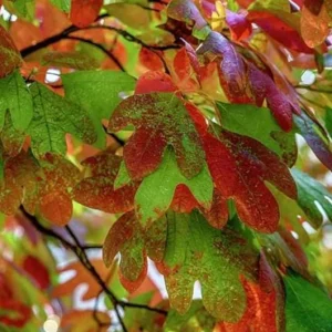 Sassafras Live Plant – Quart Pot – Aromatic Deciduous Tree – USDA Zones 4-9 - Image 3