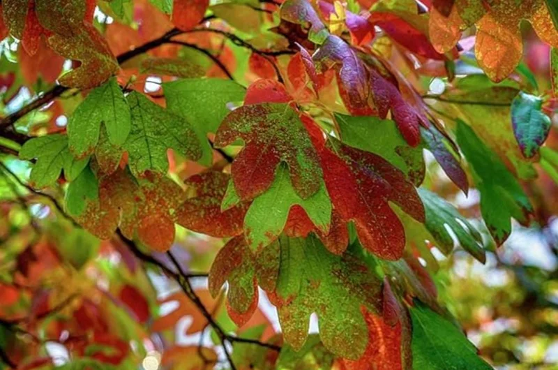 Sassafras Live Plant – Quart Pot – Aromatic Deciduous Tree – USDA Zones 4-9 - Image 3