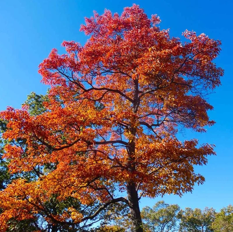 Sassafras Live Plant – Quart Pot – Aromatic Deciduous Tree – USDA Zones 4-9 - Image 4