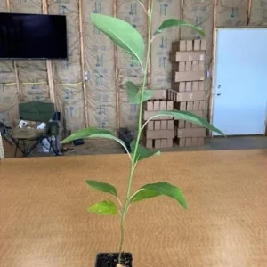 Sassafras Live Plant – Quart Pot – Aromatic Deciduous Tree – USDA Zones 4-9 - Image 5