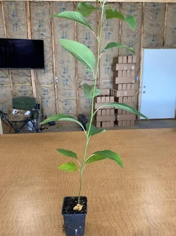 Sassafras Live Plant – Quart Pot – Aromatic Deciduous Tree – USDA Zones 4-9 - Image 5