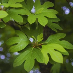 Sassafras Live Plant – Quart Pot – Aromatic Deciduous Tree – USDA Zones 4-9 - Image 7