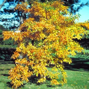 Sassafras Live Plant – Quart Pot – Aromatic Deciduous Tree – USDA Zones 4-9 - Image 8