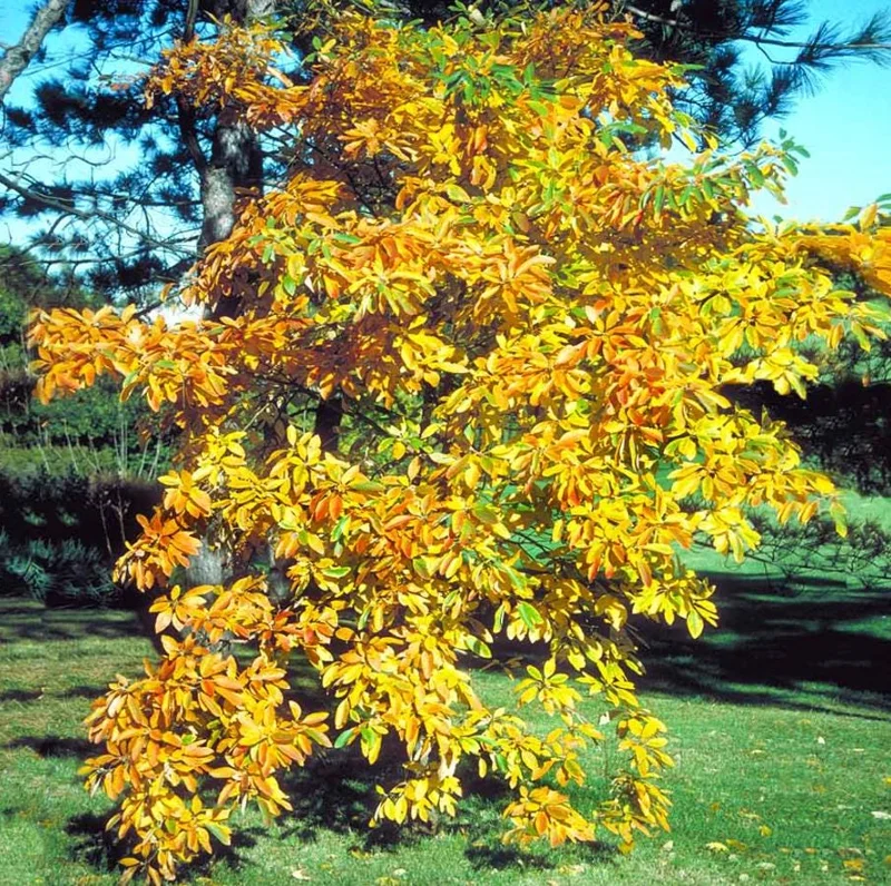 Sassafras Live Plant – Quart Pot – Aromatic Deciduous Tree – USDA Zones 4-9 - Image 8