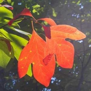 Sassafras Live Plant – Quart Pot – Aromatic Deciduous Tree – USDA Zones 4-9 - Image 1