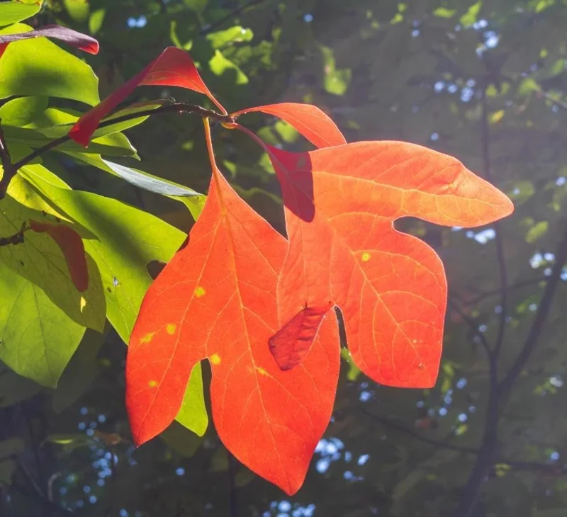 Sassafras Live Plant – Quart Pot – Aromatic Deciduous Tree – USDA Zones 4-9 - Image 1