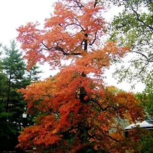 Sassafras Tree Seedlings - 2 Bare Root Plants, 1-2 ft Tall, Outdoor - Image 1