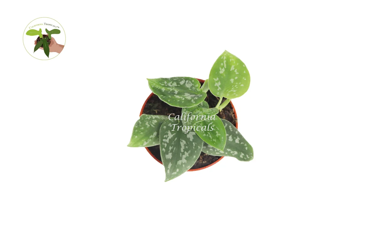 Satin Pothos Live Plant - 4 inch Pot - Scindapsus Pictus Houseplant - Image 2