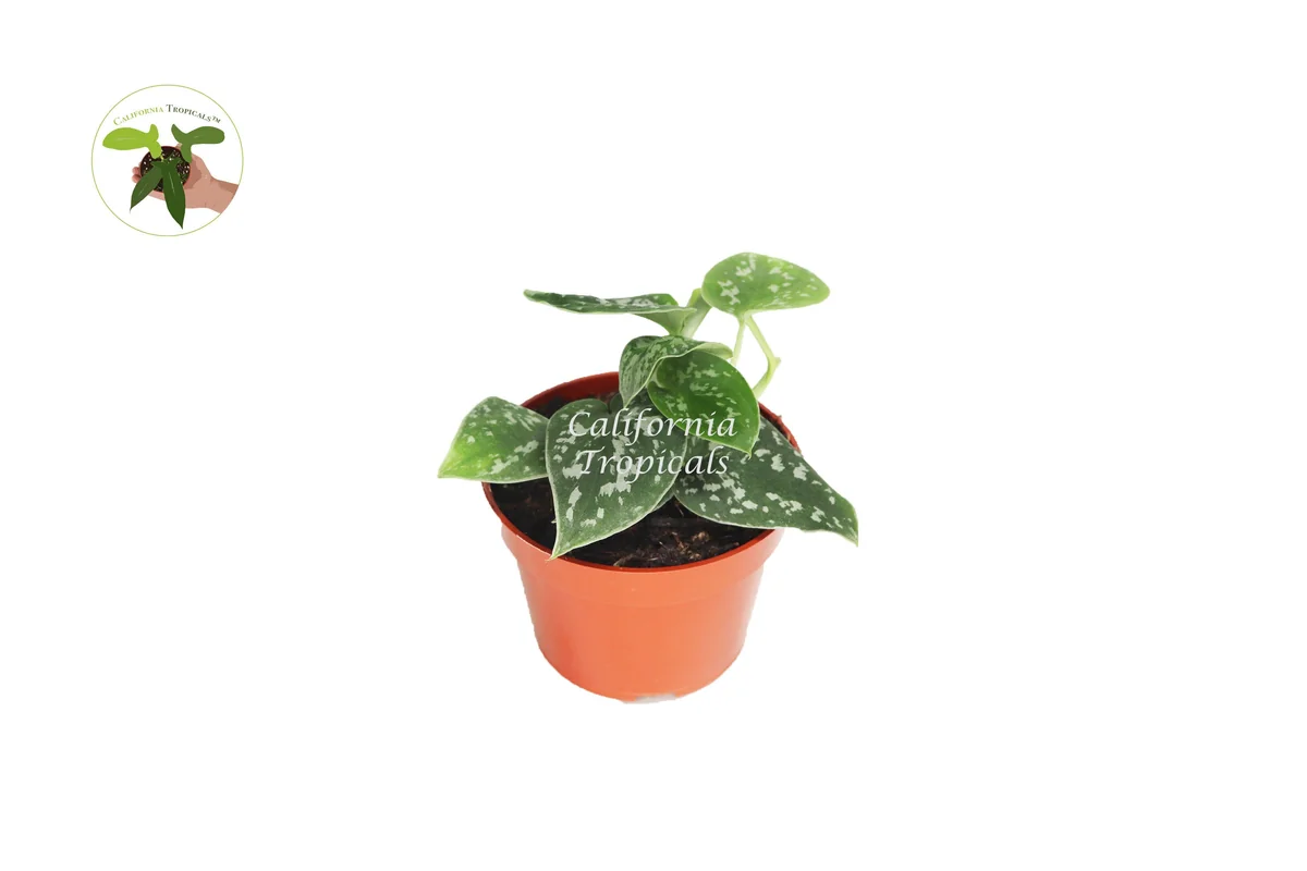 Satin Pothos Live Plant - 4 inch Pot - Scindapsus Pictus Houseplant - Image 1