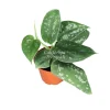 Satin Pothos Live Plant – Scindapsus Pictus – 2 inch Pot – Indoor - Image 1