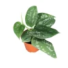 Satin Pothos Live Plant – Scindapsus Pictus Trebie – 2 inch Pot – Indoor - Image 1
