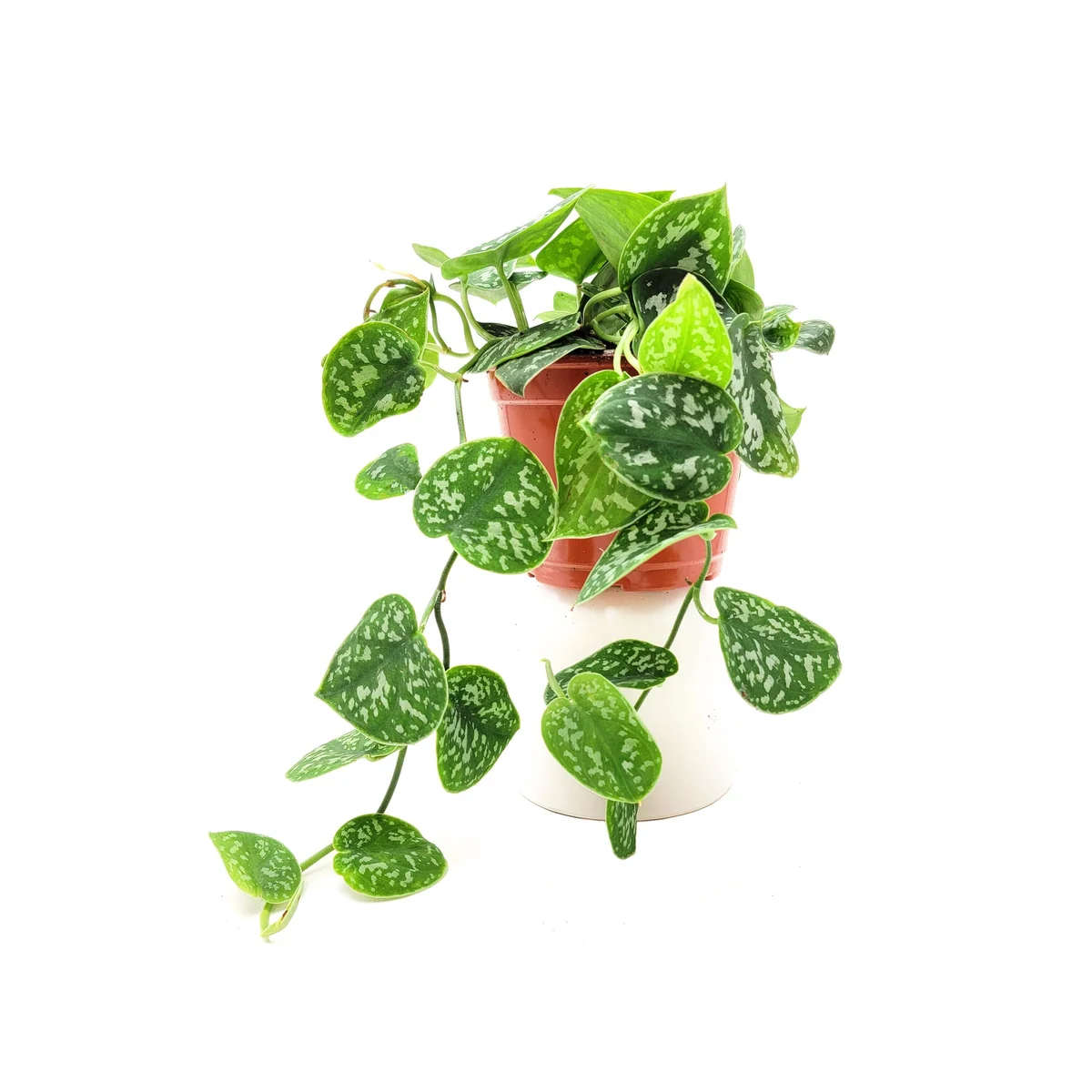 Satin Pothos Scindapsus Pictus Argyraeus Live Plant - 6 inch Pot - Vining Houseplant - Image 2