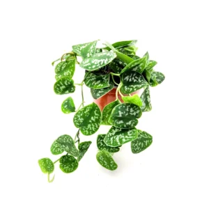 Satin Pothos Scindapsus Pictus Argyraeus Live Plant - 6 inch Pot - Vining Houseplant - Image 3