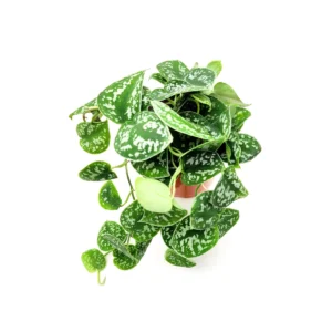 Satin Pothos Scindapsus Pictus Argyraeus Live Plant - 6 inch Pot - Vining Houseplant - Image 1