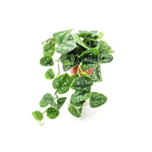 Satin Pothos Scindapsus Pictus Argyraeus Live Plant - 6 inch Pot - Vining Houseplant - Image 4