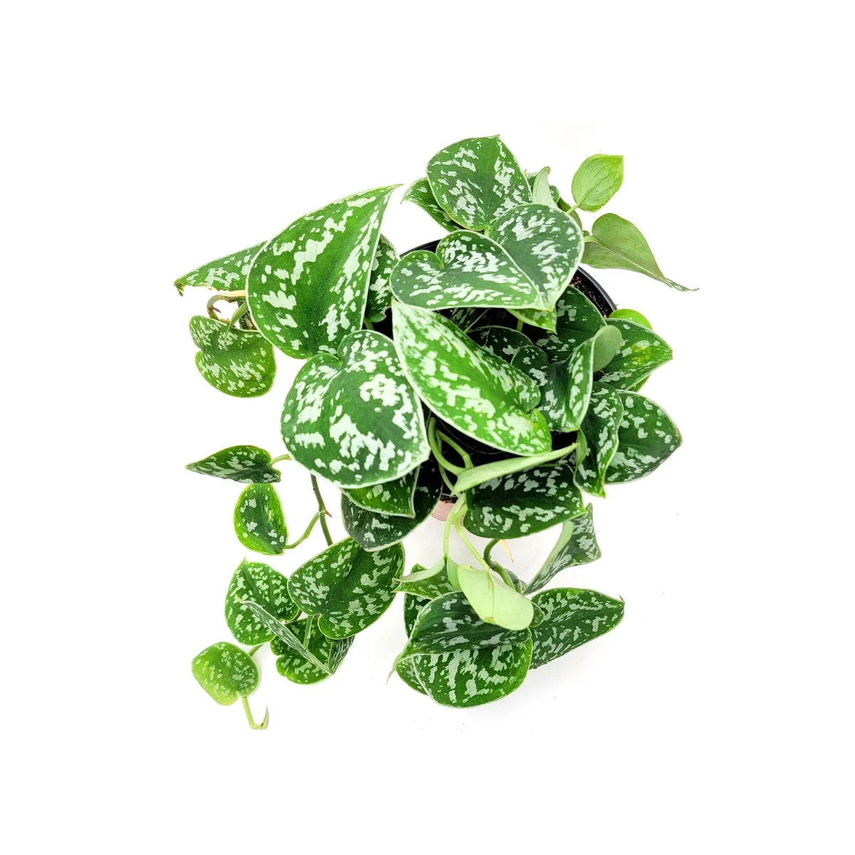 Satin Pothos Scindapsus Pictus Argyraeus Live Plant - 6 inch Pot - Vining Houseplant - Image 5