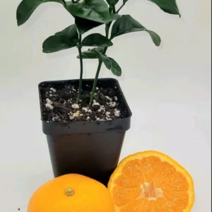 Satsuma Mandarin Tree Live Plant (2-Pack) - 3-5 Inches Tall - Indoor Citrus - Image 2