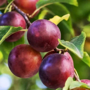 Satsuma Plum Tree Live Plant - 2-3 ft Tall - Sweet Red Flesh Fruit - Image 1