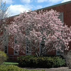 Saucer Magnolia Soulangeana Live Plant – Pink & White Blossoms, 6-12in Tall, 2.5in Pot - Image 10