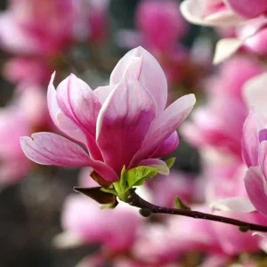Saucer Magnolia Soulangeana Live Plant – Pink & White Blossoms, 6-12in Tall, 2.5in Pot - Image 2
