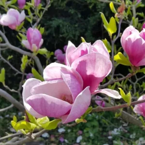 Saucer Magnolia Soulangeana Live Plant – Pink & White Blossoms, 6-12in Tall, 2.5in Pot - Image 3