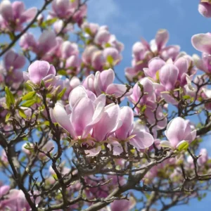 Saucer Magnolia Soulangeana Live Plant – Pink & White Blossoms, 6-12in Tall, 2.5in Pot - Image 4