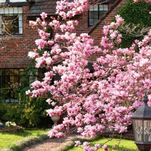 Saucer Magnolia Soulangeana Live Plant – Pink & White Blossoms, 6-12in Tall, 2.5in Pot - Image 5