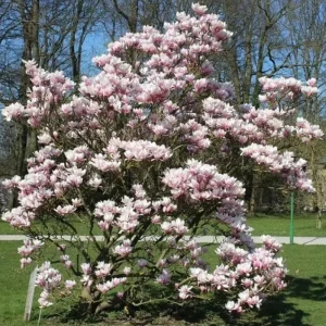 Saucer Magnolia Soulangeana Live Plant – Pink & White Blossoms, 6-12in Tall, 2.5in Pot - Image 6