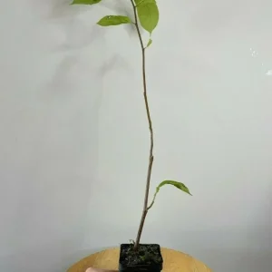 Saucer Magnolia Soulangeana Live Plant – Pink & White Blossoms, 6-12in Tall, 2.5in Pot - Image 7