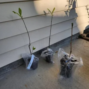 Saucer Magnolia Soulangeana Live Plant – Pink & White Blossoms, 6-12in Tall, 2.5in Pot - Image 8