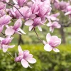 Saucer Magnolia Soulangeana Live Plant – Pink & White Blossoms, 6-12in Tall, 2.5in Pot - Image 1