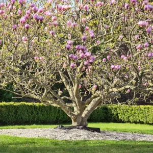 Saucer Magnolia Soulangeana Live Plant – Pink & White Blossoms, 6-12in Tall, 2.5in Pot - Image 9