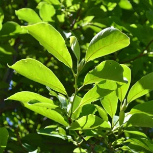 Saucer Magnolia Tree Live Plant, 6-12 inches Tall, Pink & White Blooms, USDA Zones 4-9 - Image 3