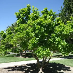 Saucer Magnolia Tree Live Plant, 6-12 inches Tall, Pink & White Blooms, USDA Zones 4-9 - Image 4