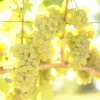 Sauvignon Blanc Grape Vine - 1 Bare Root Plant - White Wine Variety - Image 1