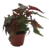 Sawtooth Begonia Serratipetala Live Plant – 4 inch Pot – Houseplant - Image 1