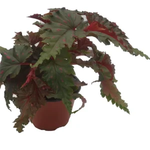 Sawtooth Begonia Serratipetala Live Plant – 4 inch Pot – Houseplant - Image 2