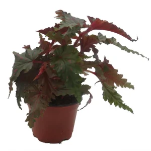 Sawtooth Begonia Serratipetala Live Plant – 4 inch Pot – Houseplant - Image 1