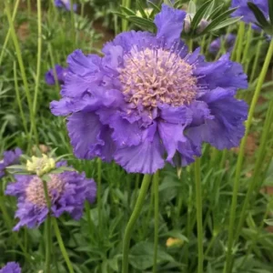 Scabiosa Fama Blue Pincushion Flower Perennial Live Plant – 3-6