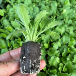 Scabiosa Fama Blue Pincushion Flower Perennial Live Plant – 3-6