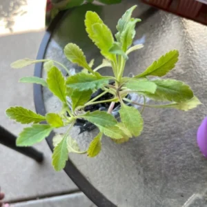 Scabiosa Fama Blue Pincushion Flower Perennial Live Plant – 3-6