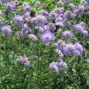 Scabiosa Fama Blue Starter Plants - Set of 2 Pincushion Flower Perennials, 3-6