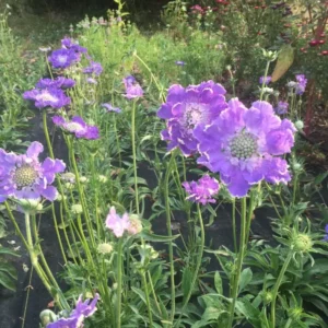 Scabiosa Fama Blue Starter Plants - Set of 2 Pincushion Flower Perennials, 3-6